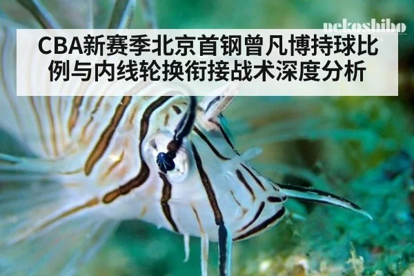 CBA新赛季北京首钢曾凡博持球比例与内线轮换衔接战术深度分析